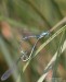 Šidélko páskované (Vážky), Coenagrion puella, Zygoptera (Odonata)
